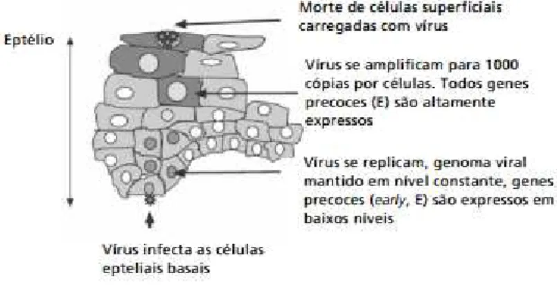 Figura 1. Replicação do HPV nas células cervicais 