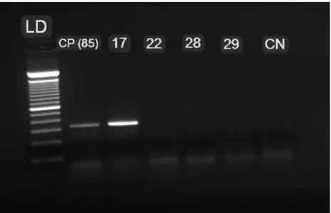 Figura 7 - Eletroforese em gel de agarose com produto da primeira PCR de  323 pb. LD representa o peso molecular de 100 pb; CP o controle positivo; e  CN o negativo