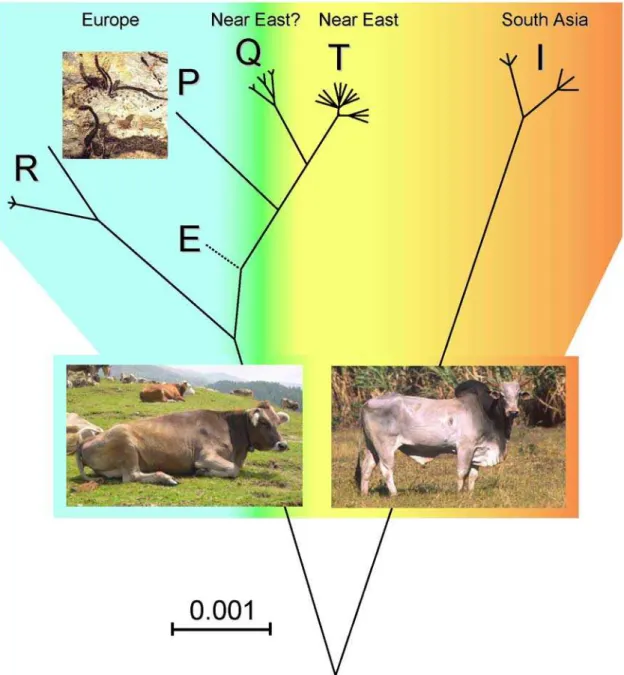 Figure 2. Most Parsimonious Phylogeny of Cattle MtDNA. This unrooted tree is drawn to scale using ML distances (Table 2) and includes all available P, Q and R complete mtDNA sequences, including those reported in Achilli et al