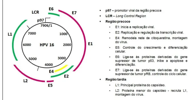 FIGURA 1 Representação esquemática do genoma do HPV e função dos principais genes. 
