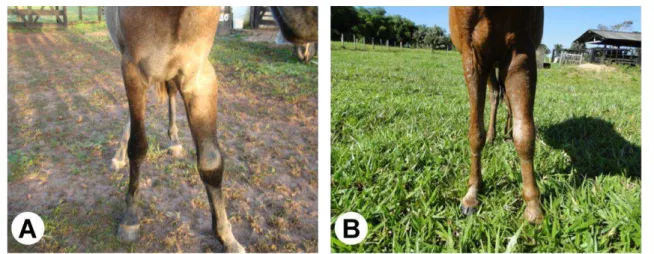 Fig. 2. Líquido serossanguinolento drenando da  pele íntegra (Equino 2). 