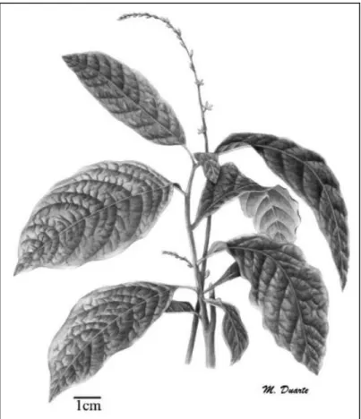 Figura 05 - Imagem ilustrativa da espécie P. alliacea L. 