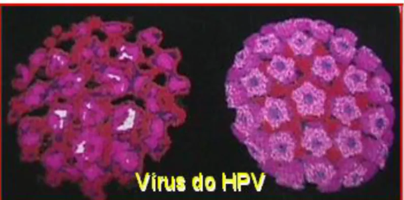 Figura 1- construção gráfica do vírus HPV  Fonte: http://www.virushpv.com.br 