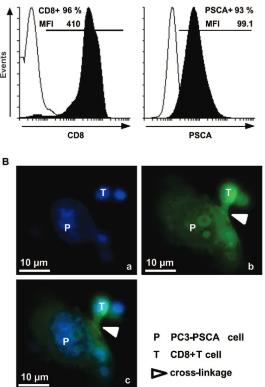Figure 2. Binding properties of the novel scBsTaFv CD8-PSCA(MB1). A, in order to investigate binding properties of the novel single-chain bsAb, PC3-PSCA cells and isolated CD8+ T cells were stained with 10 ng/ml of recombinant Ab