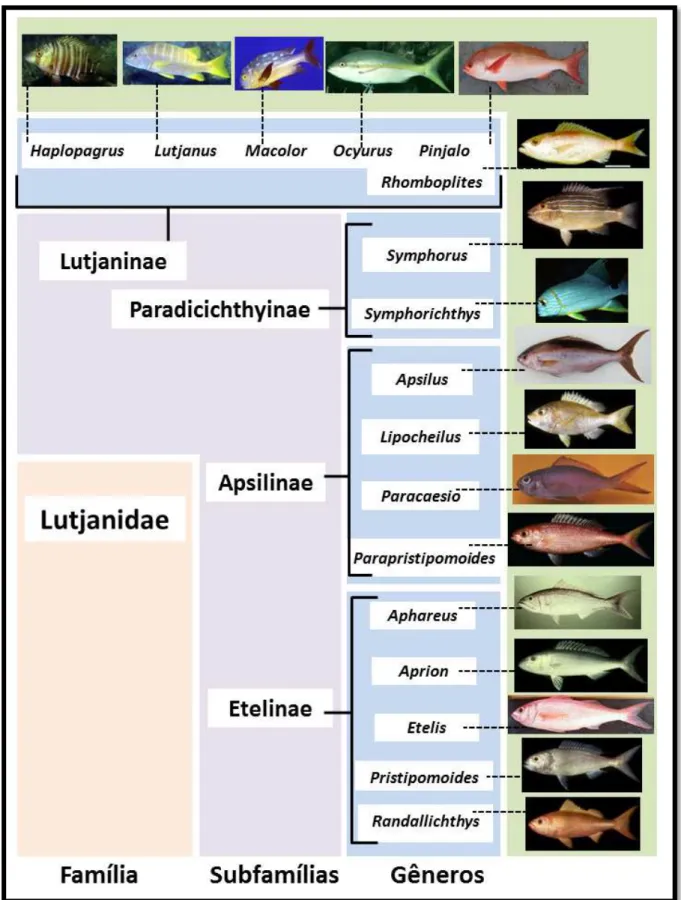 Figura 1. Esquema dos táxons inseridos em Lutjanidae considerando cada subfamília. As imagens são  representantes de cada gênero (Modificado de ALLEN, 1985) (Fotos: FishBase)