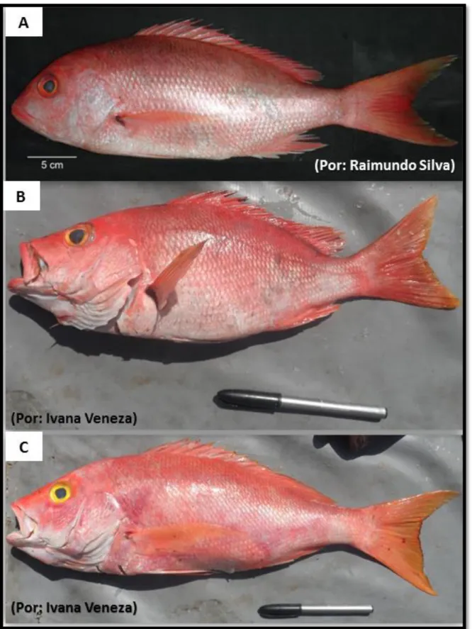 Figura 3. Exemplares adultos representantes das espécies de pargos vermelhos, gênero Lutjanus