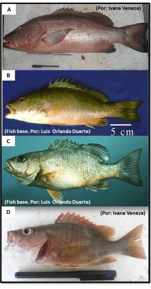 Figura 5. Outros representantes do gênero Lutjanus. A. L. cyanopterus; B. L. apodus; C