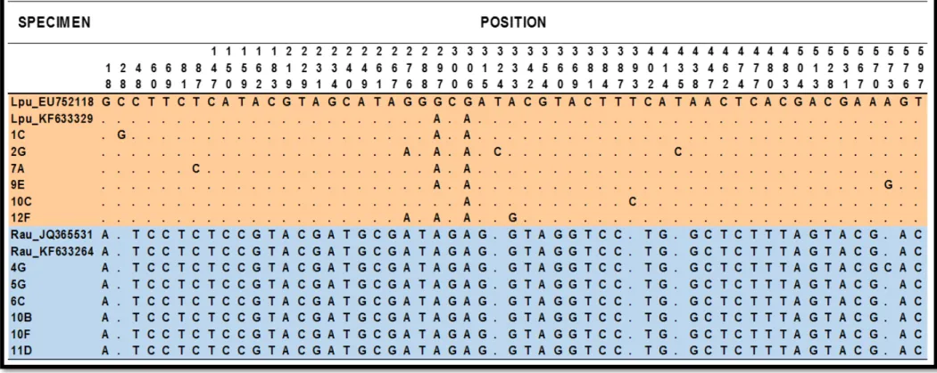 Figura 2. Sítios segregantes presentes nas sequências do DNA barcode dos filés analisados, com a presença de mutações espécie-específicas