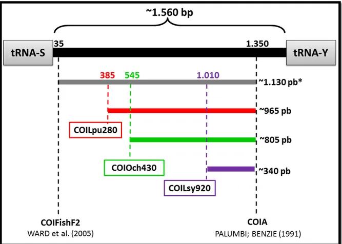 Figura 1. Esquema do gene COI, mostrando o posicionamento dos iniciadores diretos desenvolvidos  neste estudo, e o tamanho estimado dos fragmentos amplificados para cada um deles