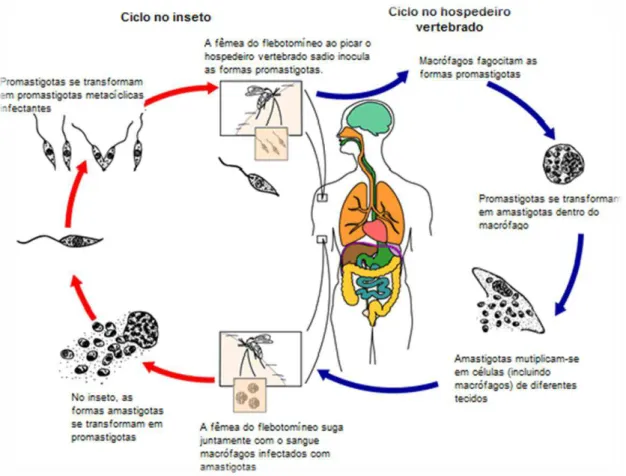 Figura 2- Ciclo de vida   de Leishmania spp. 