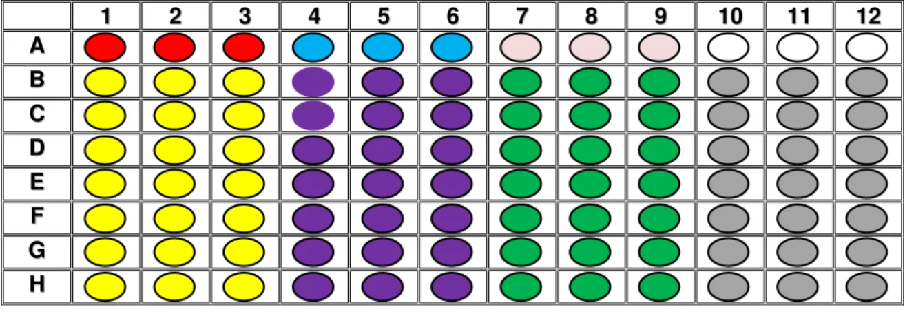 Figura 5. Desenho esquemático das placas de 96 poços de fundo chato e da distribuição das  sustâncias testadas que estão representadas por cores 
