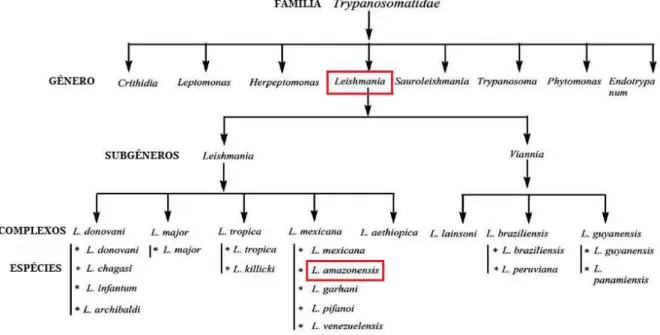 Figura 1: Taxonomia do gênero Leishmania.  