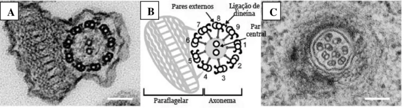 Figura 4: Estrutura do flagelo de Leishmania sp em promastigotas e amastigotas.  (A) Axonema  de  promastigotas