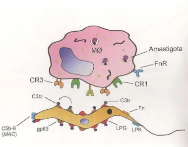 Figura  8:  Reconhecimento  das formas  promastigotas  por macrófagos.  Evidenciando  a interação  entre moléculas superficiais do parasita