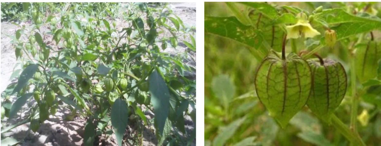 Figura 9: (A) Planta Physalis angulata e (B) Fruto da planta.  