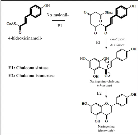 Figura  03:  Biossíntese  da  chalcona,  um  intermediário  biossintético  de  flavonoides,  e  de  uma  flavanona, no exemplo a biossíntese do flavonoide naringenina