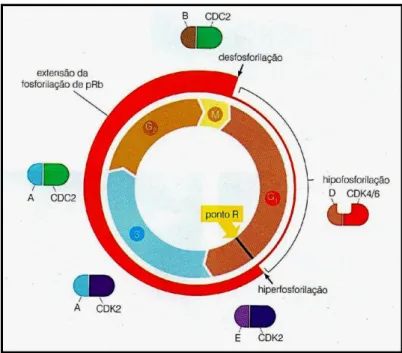 Figura 06: Controle do ciclo celular efetuado pelas ciclinas A; B e E associadas com suas respectivas  cinases dependentes de ciclinas (CDK ou CDC)