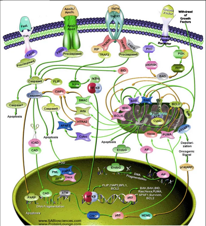 Figura 08: Vias de apoptose . É mostrado o processo “via receptores de morte” também chamada de 