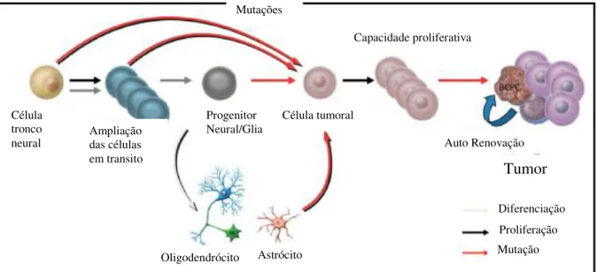 Figura 10: Possível relação para a ontogênese da célula propagadora do câncer cerebral (BCPC) e da  formação do glioblastoma multiforme (GBM)