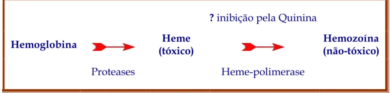 Figura 8. Esquema do mecanismo de ação da quinina no vacúolo alimentar. 