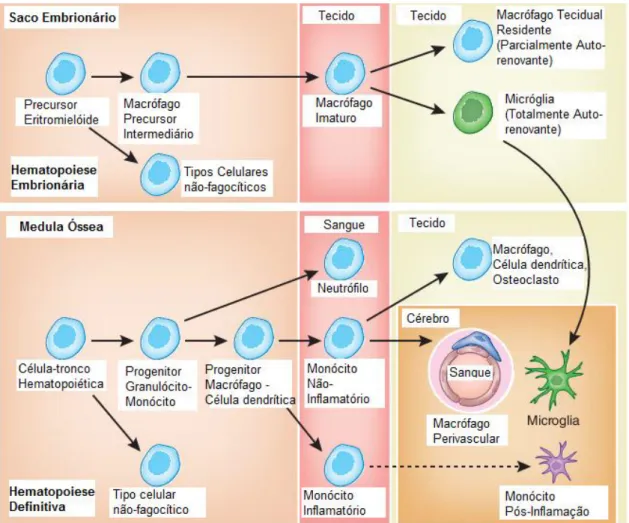 Figura 4: Modelo esquemático da origem microglial e outras células hematopoiéticas. Adaptado  (NEUMANN, H