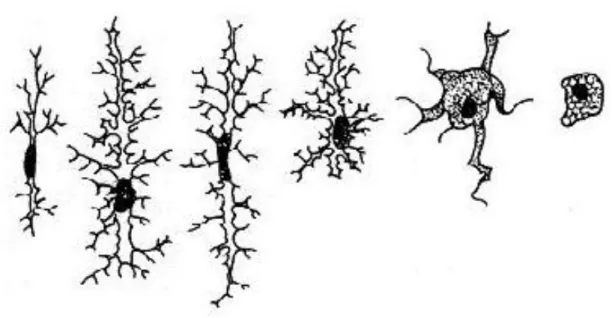 Figura  5:  Ativação  microglial.  Mudança  da  morfologia  ramificada  para  uma  morfologia  amebóide (KREUTZBERG, 1996)