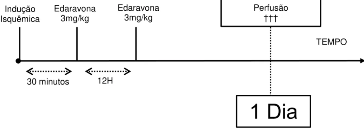 Figura 10: Diagrama esquemático do delineamento terapêutico com Edaravona para os tempos  de  sobrevida  1  e  7  dias  respectivamente