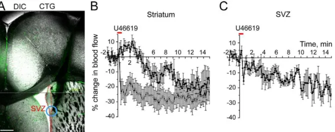 Figure 2. U-46119 decreases blood flow in the SVZ in vivo. (A) Image of a coronal section containing the SVZ (delineated by the dashed red line) and the track (black shadow) where the LDF microprobe was located