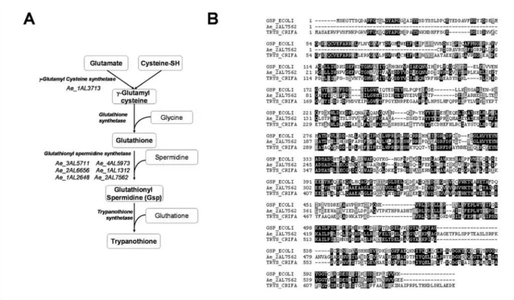 Figure 7. Identification of A. euteiches genes putatively involved in trypanothione synthesis