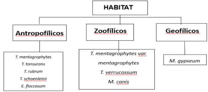 Figura 1:  Classificação  das espécies de dermatófitos segundo seu habitat natural. Fonte: esquema  do autor, baseado em &#34;Dermatophyte e host relationship of a murine model of experimental invasive  dermatophytosis&#34; (2012).