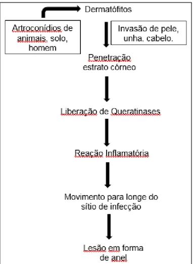 Figura 7: Esquema da entrada de dermatófitos no hospedeiro e a resposta imune do mesmo