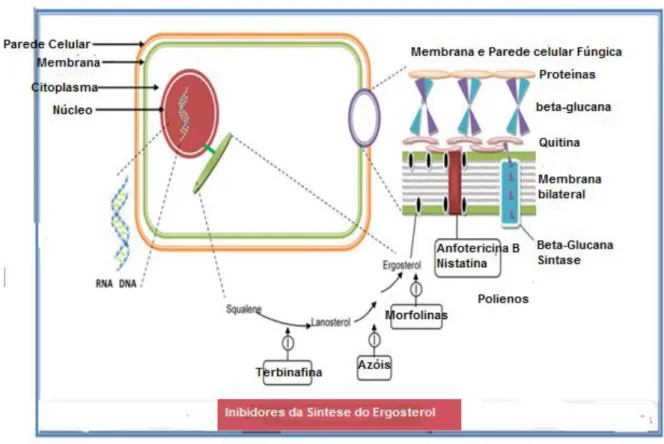 Figura 9: Local de ação dos Inibidores da síntese do ergosterol: Azóis, Polienos e Alilaminas