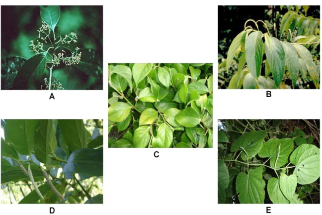 Figura 5. Espécies submetidas ao ensaio de inibição da AChE:  A-Aniba canelilla, B- Piper aduncum,  C-Piper callosum, D- Piper divaricatum, E- Piper marginatum (Fonte: Base de dados das espécies de  Piperaceae da Amazônia; www.tropicos.org)