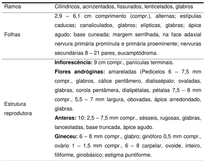 Tabela 01  –  Características botânicas da espécie Ouratea hexasperma. 