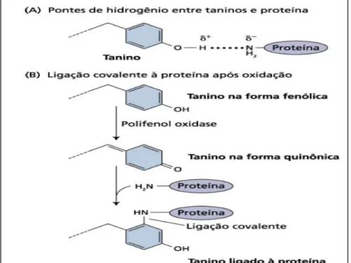 Figura  05  –   Mecanismos  propostos  para  a  interação  de  taninos  com  proteínas