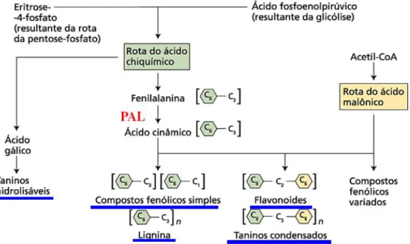 Figura 06 – Rota biossíntese dos taninos condensados (proantocianidina), taninos hidrolisáveis  e flavonoides