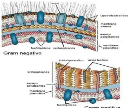 Figura 10  –  Esquema da estrutura da parede celular das bactérias Gram-positivas e Gram- Gram-negativas