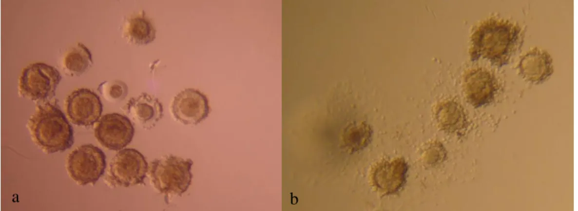 Figura 1: Oócitos obtidos de folículos antrais de  C.  apella;  a) Morfologia dos oócitos, mostrando  oócitos  desnudos  (OD),  poucas  células  do  cumulus  (PCC)  e  oócitos  intactos  (CCO  intacto);  b)  expansão das células do cumulus após a MIV de 40