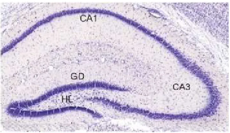 Figura 1: Corte coronal de cérebro de rato corado pela técnica de Nissil, mostrando as  regiões hipocampais CA1, CA3, Giro Denteado (GD) e Hilo (HL) (ZATTONI, 2011)