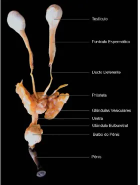 Fig. 3: Trato reprodutor masculino de Cebus apella.  Fonte: Teixeira 