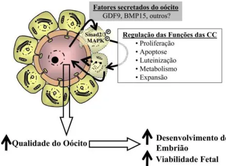 Figura 3: Interações oócito-células do cumulus regulando a qualidade do oócito.