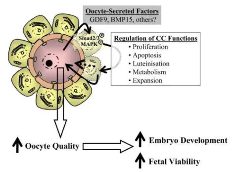 Figure 3: Oocyte-cumulus cell interactions regulating oocyte quality.