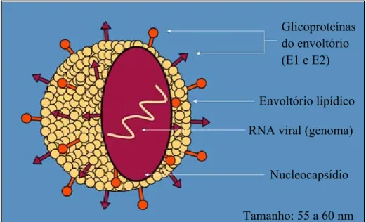 Figura 01: Genoma do virus da hepatite C  (Fonte: ANAYA, 2009) 