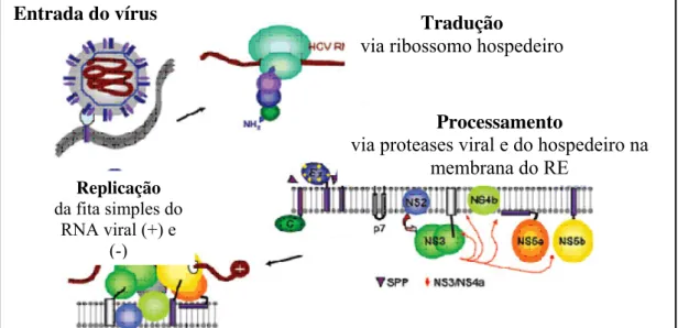 Figura 02: Mecanismo molecular de replicação do vírus da hepatite C. 
