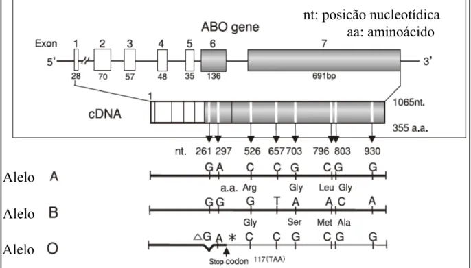 Figura 11: Estrutura do locus do gene ABO e sequências nucleotídicas dos alelos A, B e O  Fonte: HOSOI, 2008 
