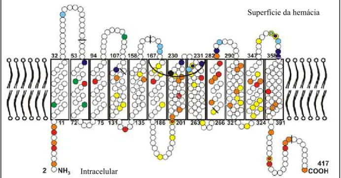 Figura 14: Modelo da proteína Rh na membrana das hemácias. 