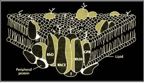 Figura 16: Representação esquemática das proteínas relacionadas ao sistema Rh e o complexo  formado por elas na membrana eritrocitária