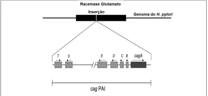 Figura 5. Organização genética da ilha de patogenicidade cag (cag PAI). 