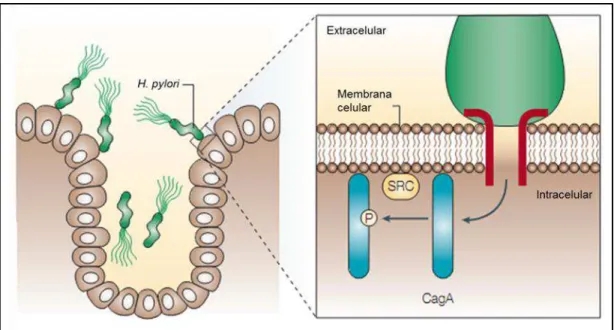 Figura 6. A interação entre H. pylori cagA-positivas e células epiteliais gástricas.  