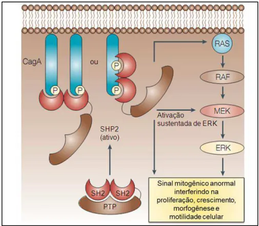 Figura 7. Desregulação da proteína SHP2 por CagA.  